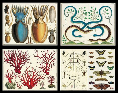 Cabinet Of Curiosity, Natural Curiosities, Cabinet Of Curiosities, Scientific Illustration, Nature Illustration, Weird And Wonderful, Objet D'art, Science And Nature, Art Plastique