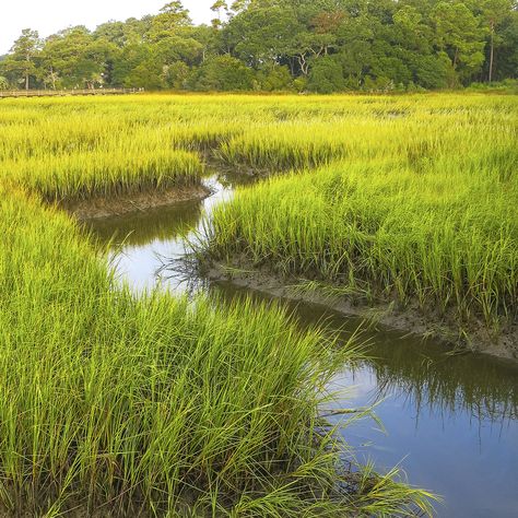 South Carolina Marsh, Egyptian Underworld, Pretty Things To Paint, Marsh Aesthetic, Marsh Pictures, Marsh Photos, Clan Ideas, Ghosts Of Saltmarsh, Marsh Art