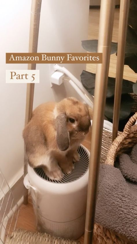 sincerelycinnabun on Instagram: The best thing for pet owners! Link in my bio! #hollandlop #houserabbit #rabbits #bunny #bunniesofinstagram #hollandlops #instabun… Bunny Cages Ideas, Diy Bunny Hideout, Rabbit Set Up Indoor, Bunny Cages Indoor, Indoor Rabbit Setup, Pet Bunny House, Indoor Rabbit, Bunny Cages, Holland Lop