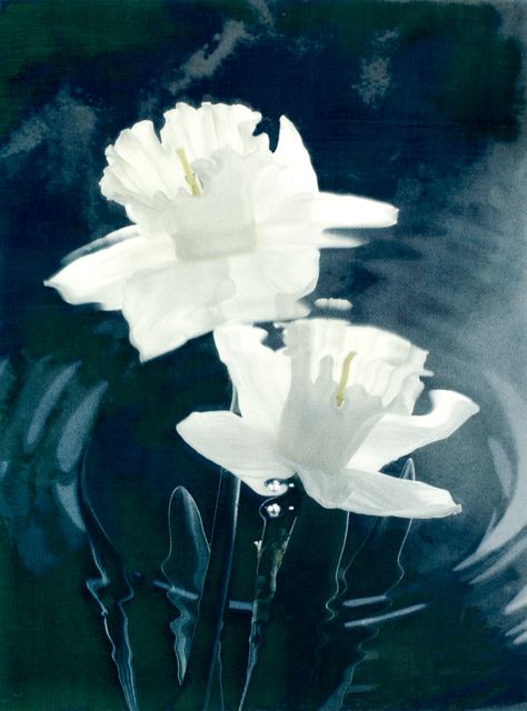 Narcissus ©Cy DeCosse Fine Art Photography. Flowers of Legend and Myth Collection. Limited edition gum dichromate print. CyDeCosse.com #photography #art #flower Painting Plants, Process Photography, Narcissa Malfoy, Themed Photography, Narcissus Flower, Art Dance, Legends And Myths, Photography Flowers, Maya Angelou