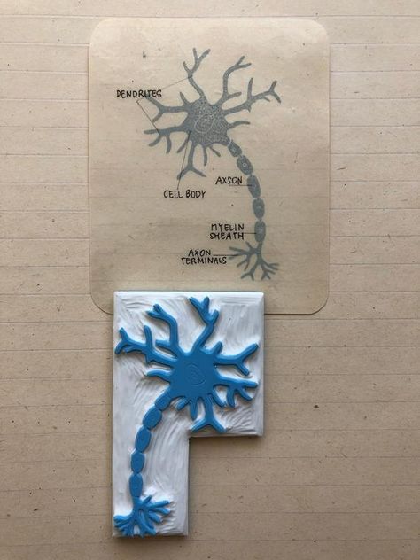 Nerve Cell Diagram, Eraser Art, Cell Diagram, Lino Cuts, Hand Carved Rubber, Linocut Printmaking, Lino Art, Lino Prints, Biology Lessons