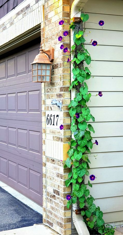 Landscape Trellis, Trellis Ideas Garden, Outdoor Trellis Ideas, Cattle Panel Trellis, Panel Trellis, Garden Trellis Ideas, Vegetable Garden Ideas, Garden Arch Trellis, Planter Trellis