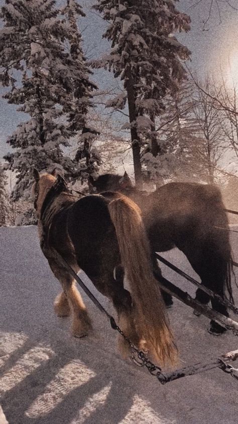 Horse Winter Aesthetic, Aesthetic Horses, Horses In Snow, Horsey Life, Guys Trip, Horse Cart, Winter Horse, Iphone Wallpaper Winter, Equestrian Aesthetic