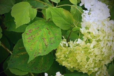 Leaf Spot Diseases On Hydrangeas: Learn About Treating Hydrangea Leaf Spot Hydrangea Diseases, Hydrangea Leaf, French Hydrangea, Hydrangea Potted, Female Urinal, Bigleaf Hydrangea, Hydrangea Leaves, Plant Bugs, Smooth Hydrangea