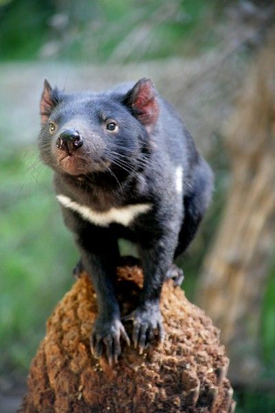 Devil Video, Australian Fauna, Images Hello Kitty, Australia Animals, Australian Wildlife, Interesting Animals, Tasmanian Devil, Tourism Industry, Rare Animals