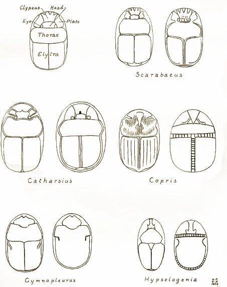 Scarab Genera Top Row: Middle Kingdom 2055 - 1650 BC Middle Row: 2nd Intermediate Period 1660 - 1550 BC Bottom Row: New Kingdom 1570 - 1085 BC Scarab Tattoo, Head Types, Egyptian Scarab, Middle Kingdom, Ancient Coins, Egyptian Art, Diamond Jewellery, Ancient Egyptian, Creative Ideas