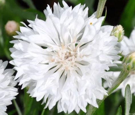 Cornflower White Dwarf Seeds - Centaurea Cyanus Cornflower White, Bachelor Button Flowers, Cottage Garden Ideas, Garden World, Seeds Color, Bachelor Buttons, Meadow Garden, Zone 5, Annual Flowers