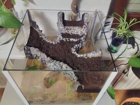 Dinosaur Aquarium, Crocodile Skink Enclosure, Red Eyed Crocodile Skink Enclosure, Hermit Crab Paludarium, Crocodile Skink, Tarantula Enclosure Ideas Terrestrial, Lizard Terrarium, Emperor Scorpion Terrarium, Bioactive Vivarium