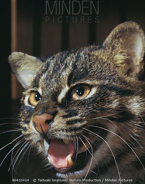 Small Wild Cats, Cat Spirit, Nature Museum, Photographers Gallery, Tokyo Mew Mew, Cat Stock, Okinawa Japan, Animal Species, Domestic Cat