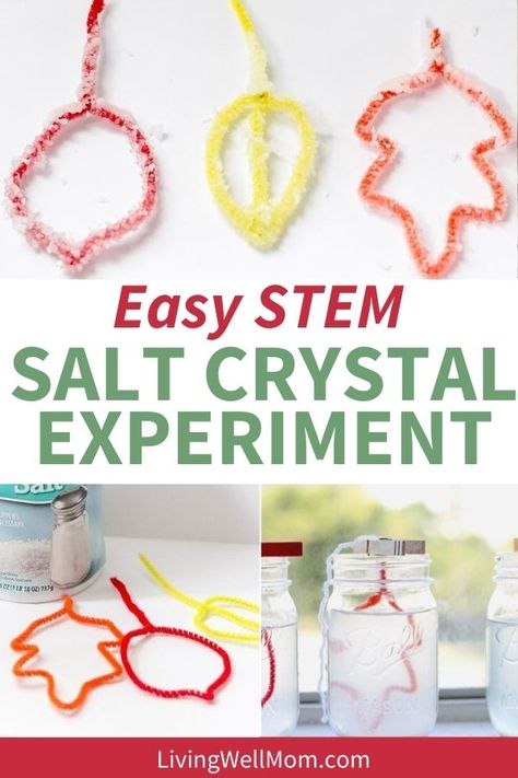 Make leaves out of pipe cleaners then add them to a salt water solution until salt crystals form. Your kids will be fascinated by this fall STEM activity! Science Crafts For Kids, Fall Stem Activities, Crystals For Kids, Stem Activity For Kids, Elementary Stem Activities, Fun Stem Activities, Fall Science, Diy Leaf, Pretty Crystals