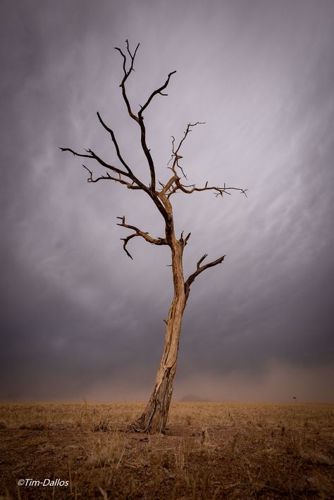 Dust Storm - Namibia | Dust storms and lots of moody weather… | Tim Dallos | Flickr Moody Weather, Dry Tree, Midnight Rain, Dust Storm, Dark Clouds, Meteorology, Nerd Alert, Save Earth, Visual Merchandising