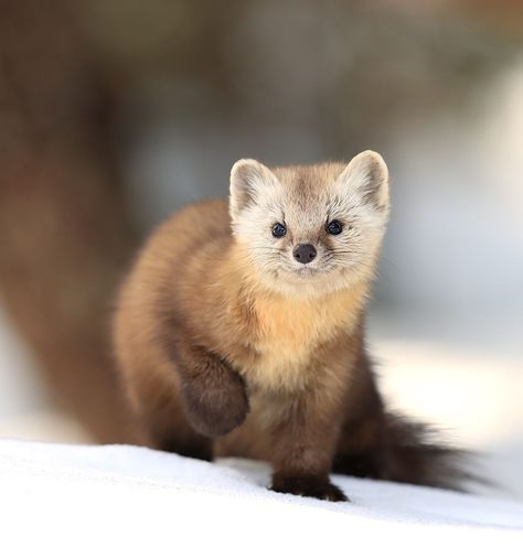 The Beauty of Wildlife — Pine Marten in Algonquin Provincial Park by... Algonquin Provincial Park, Pine Marten, Pet Bunny, Paws And Claws, Silly Animals, Animals Of The World, Animal Photo, Beautiful Cats, 귀여운 동물