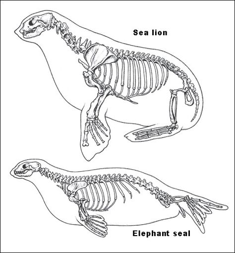 Elephant sea skeleton. Elephant Anatomy, Sea Elephant, Mammals Activities, Elephant Seals, Animal Skeleton, Skeleton Drawings, Elephant Seal, Animal Skeletons, Skeletal System