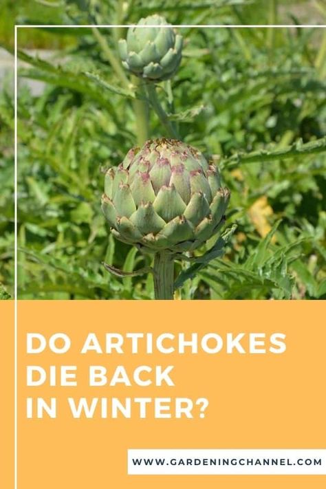 Do artichokes die back in winter? - Gardening Channel Growing Artichokes, Artichoke Plants, Winter Gardening, Farm Lifestyle, Greenhouse Growing, Overwintering, Growing Tomatoes, Yard Design, Seed Starting