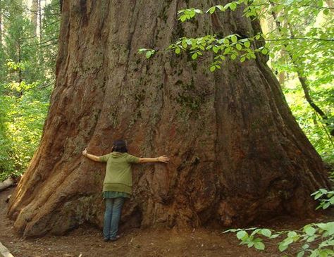 Huge Tree, Heal Your Soul, Christmas Posts, Public Park, Tree Hugger, Green Gables, In The Forest, 2024 Vision Board, 2024 Vision