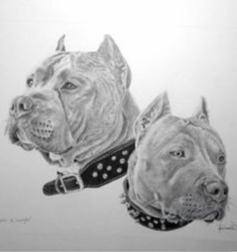 Pitbull Stencil, Pit Bull Drawing, Pitbull Drawing, Pitbull Tattoo, Dog Memorial Tattoos, Pitbull Art, Pitt Bull, Bull Tattoos, Best Dog Breeds