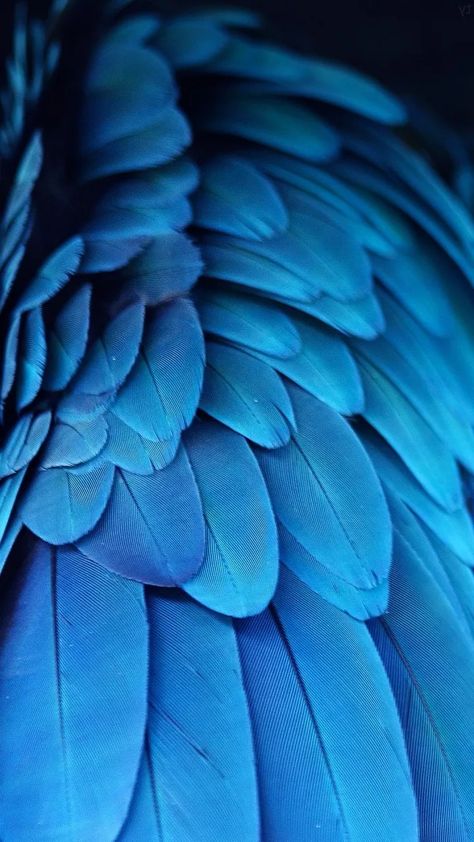 Blue Feather Aesthetic, Dark Blue Aesthetic Images, Sunbearer Trials, Dragon Types, Blue Feeling, Feather Fabric, Feather Photography, Feather Texture, Dark Blue Wallpaper