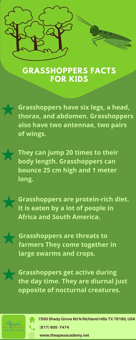 Grasshopper Preschool Activities, Grasshopper Craft Preschool, Insect Activities, Holiday Homework, Grasshoppers, Dangerous Animals, Pre K Activities, Center Activities, Compound Words