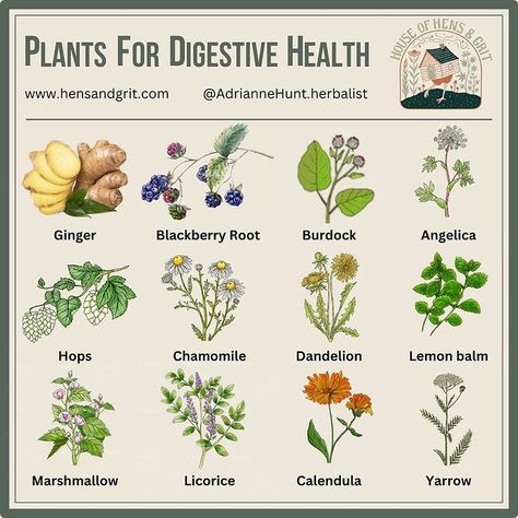 Adrianne Hunt @ Hens and Grit (@adriannehunt.herbalist) • Instagram photos and videos Colic Remedies, Vertigo Remedies, Home Remedies For Allergies, Calendula Extract, Natural Remedies For Migraines, Chamomile Extract, Kidney Function, Allergy Remedies, How To Calm Nerves