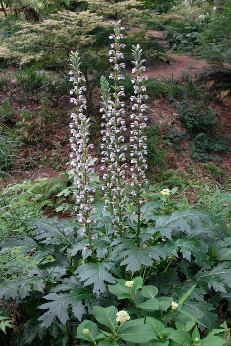 Acanthus 'Summer Beauty' (Bear's Breeches 'Summer Beauty') | North Carolina Extension Gardener Plant Toolbox Bears Breeches Plant, Agastache Apricot Sprite, Agastache Blue Fortune, Tiarella Pink Skyrocket, Agastache Blue Boa, English Garden Design, Soil Texture, Planting Design, Painting References