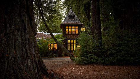 A Sense of Wellbeing Among the Trees in Mendocino County, California California Forest, Mendocino California, Forest Retreat, Mendocino Coast, Forest Bathing, Conde Nast Traveler, Conde Nast, Travel Articles, Walk In The Woods