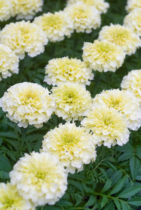 Mexican Marigold, African Marigold, Flower Stock, Sweet Cream, Annual Flowers, Flowering Plants, Plant Flower, Garden Soil, Single Flower