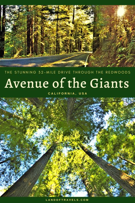 Visiting Avenue Of The Giants: A detailed travel guide on how to make the most of your visit to this scenic 32-mile drive through Humboldt Redwoods State Park in California - Land of Travels #avenueofthegiants #california #usa #travel #redwoods #humboldtredwoodsstatepark #travelguide #hiking #camping #nature #roadtrip #familytrip #sanfrancisco #sfo #sfdaytrips #oregon #eureka #pacificcoasthighway #westcoast #adventure #bucketlist #destinations #landoftravels Redwood State Park California, Redwoods Vacation, Avenue Of The Giants, Humboldt Redwoods State Park, Redwoods California, Eureka California, Coast Redwood, Oregon Trip, California Redwoods