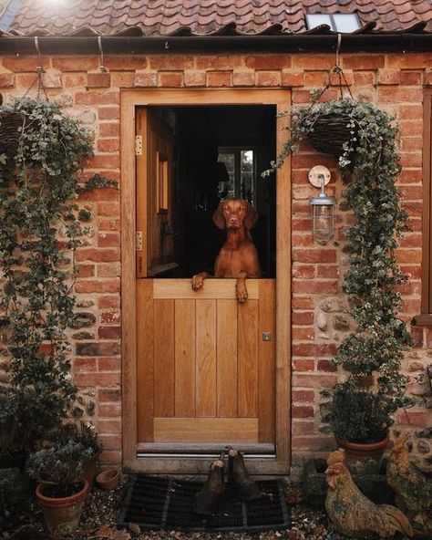 Spinks Nest, Cottagecore Dog, Cosy Cottage, Hungarian Vizsla, Dog Friendly Hotels, Vizsla Dogs, Dog Area, Cosy Living Room, Cosy Christmas