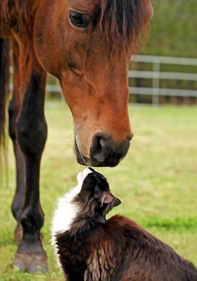 Cat Kissing, Animals Friendship, Clydesdale, Pretty Horses, Horse Pictures, Horse Love, Beautiful Horses, 귀여운 동물, Animals Friends