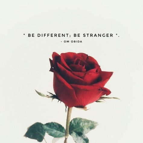 Romantic Flower Quotes, Red Rose Captions For Instagram, Rose Captions For Instagram, Rose Captions, Day Motivation, Rose Aesthetic, Rose Day, Wallpaper Sky, Iphone Wallpaper Sky