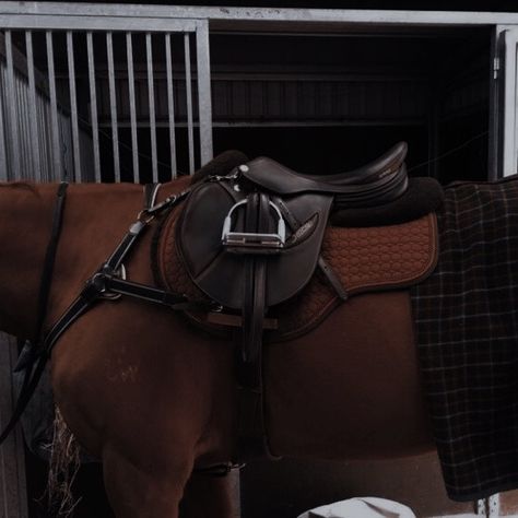 Brown Horse Aesthetic, English Riding Aesthetic, English Horse Tack, Horse Riding Aesthetic, Equestrian Aesthetic, Horse Gear, Horse Aesthetic, English Riding, Equestrian Lifestyle