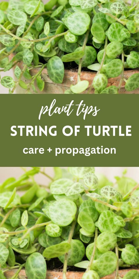 string of turtles in a container String Of Turtles Plant, Propagation Tips, String Of Turtles, Low Maintenance Indoor Plants, Turtle Care, Easy Indoor Plants, How To Water Succulents, Peperomia Plant, Plant Care Tips