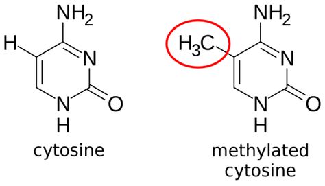 What is the Difference Between DNA Methylation and Histone Acetylation Check more at https://in4arts.com/what-is-the-difference-between-dna-methylation-and-histone-acetylation.html Dna Methylation, What Is The Difference Between