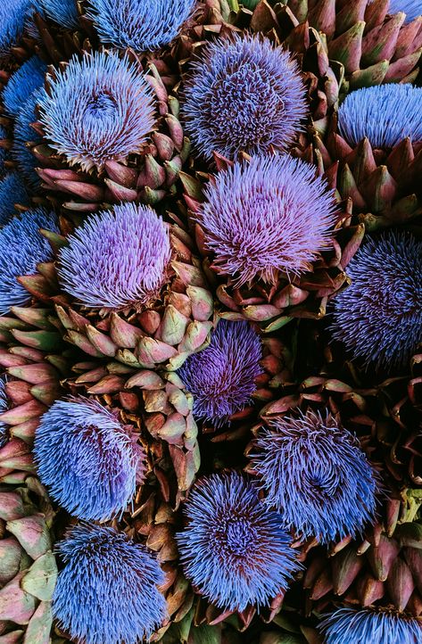 Meal Planning Recipes, Food Substitutes, Artichoke Plants, Flower Symbolism, Artichoke Flower, Unique Vegetables, Keto Diet Benefits, Food Substitutions, Eat Seasonal