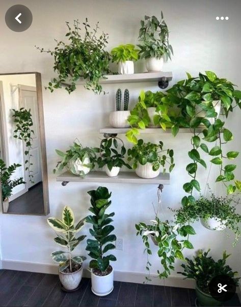 Wall Plants Indoor, Living Wall Indoor, Indoor Plant Wall, Hanging Plant Wall, Fabulous Diy, Trailing Plants, Bathroom Plants, Plant Decor Indoor, House Plants Decor