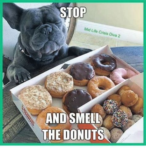 80 FRESH MEMES FOR TODAY #802 Donut Meme, Donut Humor, Miniature Dogs, English Bulldogs, Fresh Memes, Facial Expressions, English Bulldog, Animal Memes, Cute Photos