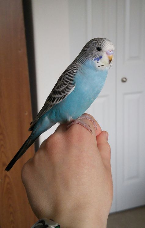 Budgie Aesthetic, Tattoo Pet, Budgies Parrot, Pet Tattoos, Budgie Bird, Blue Budgie, Blue Parakeet, Drawing Bird, Aesthetic Animals