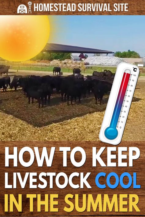 Keeping your livestock cool in the summer is vital to their health and crucial when raising livestock to feed your family. Bedroom Design Rustic, Bathroom Design Vintage, Coastal Bedroom Design, Suburban Homesteading, Rustic Bathroom Design, Raising Livestock, Homestead Lifestyle, Urban Bedroom, Homestead Animals