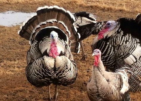 Narragansett turkeys - SBP Narragansett Turkey, Turkey Breeds, Raising Turkeys, Wild Chicken, Raising Farm Animals, Turkey Time, Chicken Breeds, Wild Things, Wild Life