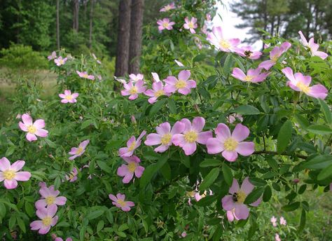 sweetbay: Wildflower Wednesday ~ Carolina Rose Carolina Rose, Rose Landscape, Florida Native Plants, Tropical Flower Arrangements, Low Maintenance Landscaping, Wildflower Garden, Pollinator Garden, Rose Bush, Flowering Shrubs