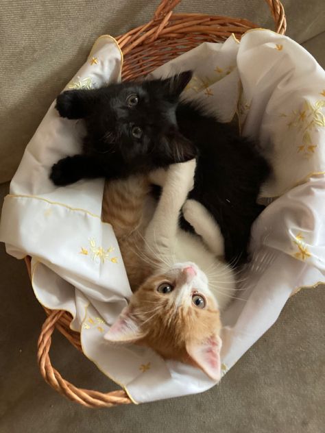 black kitten and orange kitten in cute cat basket Black And Orange Kitten, Orange And Black Cat Aesthetic, Black Cat Orange Cat Duo, Black And Orange Cat Duo, Orange And Black Cat Duo, Black And Orange Cat Aesthetic, Black Cat X Orange Cat, Ginger Cat And Black Cat, Ginger And Black Cat