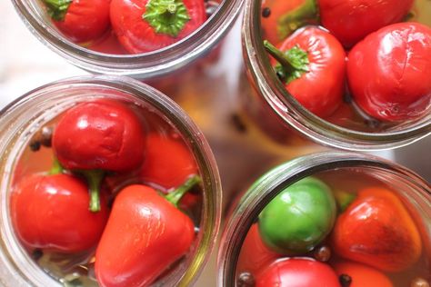 Pickled Hot Cherry Peppers Recipe, Pickled Cherry Peppers Recipe, Pickled Cherry Peppers, Canning Cabbage, Cherry Pepper Recipes, Cherry Bomb Pepper, Cherry Peppers, Pickled Cherries, Canning Pickles