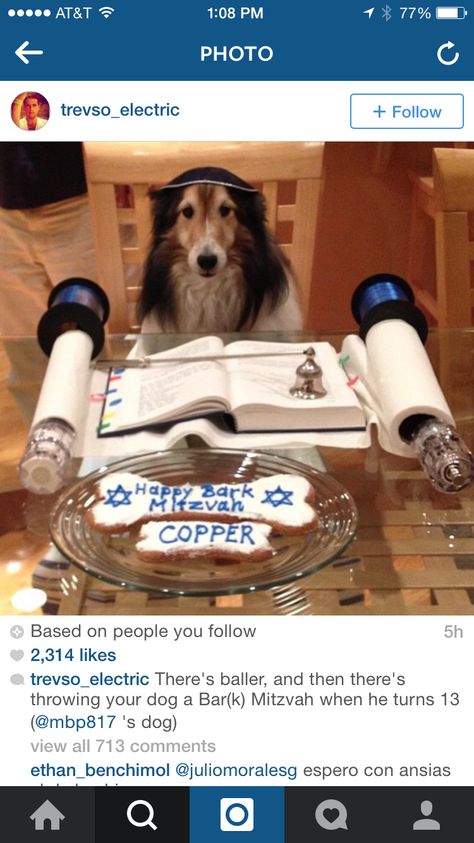 Bark Mitzvah, Bar Mitzva, Jewish Holidays, Animal Fashion, Family Dogs, Bar Mitzvah, Dog Care, Dog Treats, Dog Life