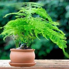 How To Grow Asparagus Fern From Seeds Asparagus Bouquet, Fern Seeds, Growing Asparagus, Ferns Garden, Eco Garden, نباتات منزلية, Asparagus Fern, Bonsai Art, Fern Plant