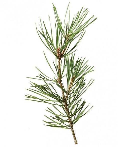 The Perfect Christmas Tree, Pinus Sylvestris, Leyland Cypress, Perfect Christmas Tree, Diy Home Decor Crafts, Home Decor Crafts, Earthy Scent, Pine Branch, Noel Christmas