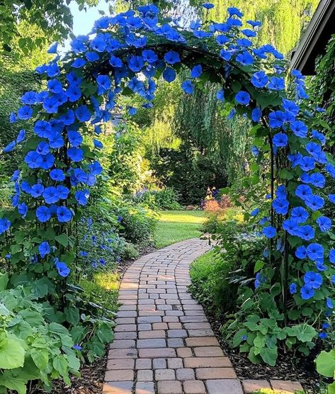 Blue Morning Glory, Gods Country, Blue Morning, Pet Cemetery, Flowers And Garden, Home Outside, Gardens Flowers, Morning Glory, Vibrant Blue