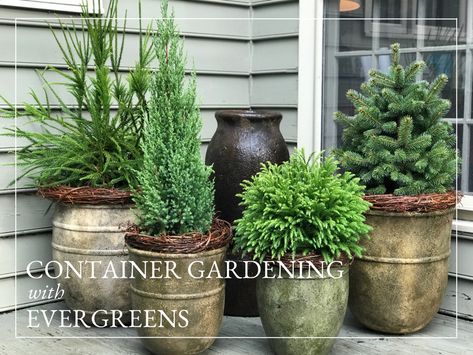 Evergreen Container Plants, Evergreen Potted Plants, Evergreen Planters, Evergreen Container, Holiday Planter, Landscape Gardening, Winter Planter, Porch Plants, Container Garden Design