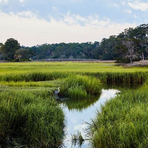 Discover the Enchanting Secrets of Daufuskie Island: Serene Beaches, Marshlands & Gullah Culture Gullah Culture, Changing Aesthetic, Daufuskie Island, South Carolina Lowcountry, Fish Gallery, Oceanfront Cottage, Southern Travel, Hiding In Plain Sight, South Carolina Beaches