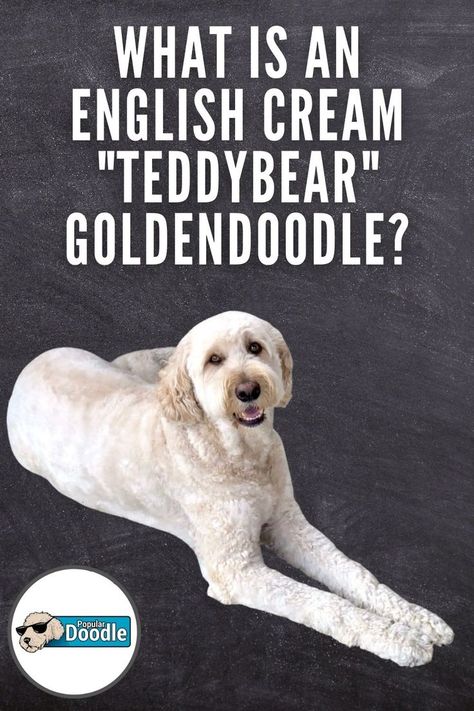 What makes an English Cream Goldendoodle different from a "regular" Goldendoodle? Here's what to know about this "Teddybear" Goldendoodle! English Cream Goldendoodle, Cream Goldendoodle, Red Goldendoodle, Standard Goldendoodle, F1b Goldendoodle, English Cream, Mini Goldendoodle, Goldendoodle Puppy, Goldendoodle