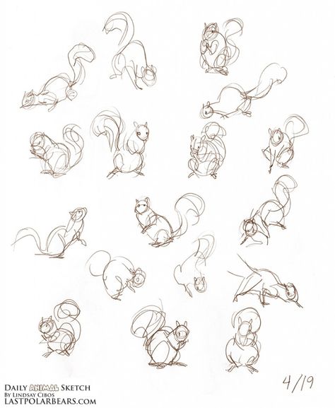 Daily_Animal_Sketch_149 Squirrel Illustration, Squirrel Art, Nature Sketch, Animal Doodles, Animal Study, Anatomy Drawing, Cartoon Drawing, Animal Sketches, Arte Animal